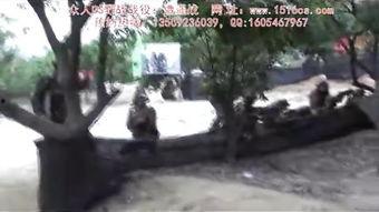 国产楼道野战视频,揭秘神秘战地瞬间