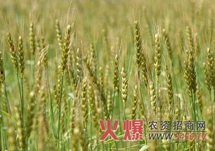 国产小麦灌浆技术视频