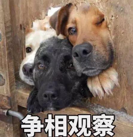 国产女训烈犬视频,勇敢无畏的守护者风采