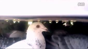 鸽子表演国产剧情视频