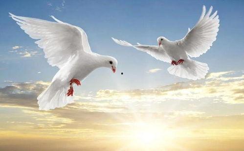 鸽子表演国产剧情视频