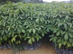 国产大叶伞怎么修剪视频,国产大叶伞修剪技巧视频教程概述  第2张