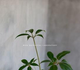 国产大叶伞怎么修剪视频,国产大叶伞修剪技巧视频教程概述  第3张