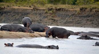 色河马国产视频老版本