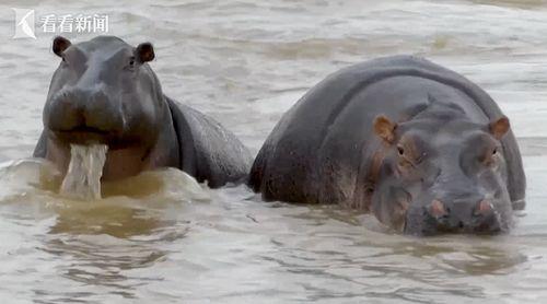 色河马国产视频老版本  第2张