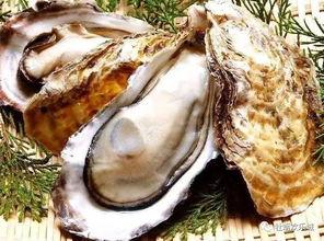 国产白砖生蚝好吃吗视频  第3张