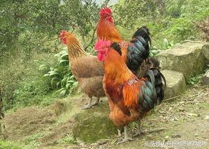 国产小鲜肉插鸡视频,揭秘网络短视频的诱惑与风险  第2张