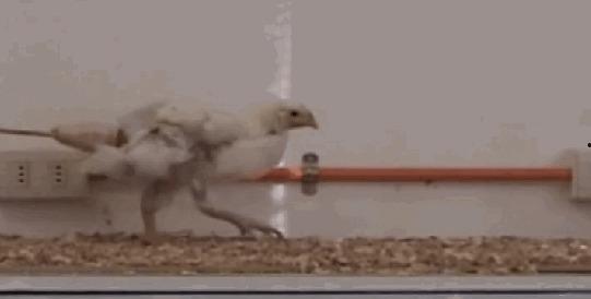 国产小鲜肉插鸡视频,揭秘网络短视频的诱惑与风险  第3张